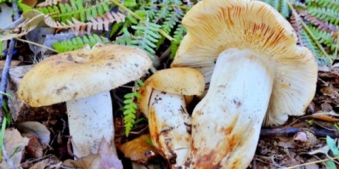 Russula badem: fotografija i opis